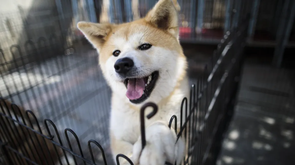 O ranking das raças de cachorros mais inteligentes do mundo