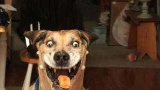 Foto de cão em êxtase com bolacha na boca vira hit na web