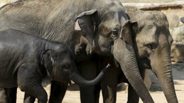 Elefantes são envenenados no Zimbabué