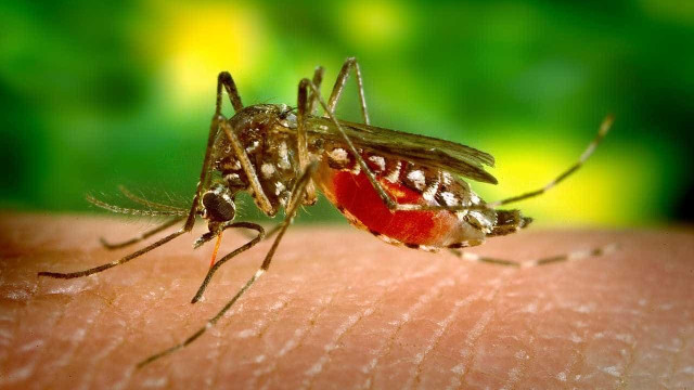 México tem primeira vacina contra dengue registrada no mundo