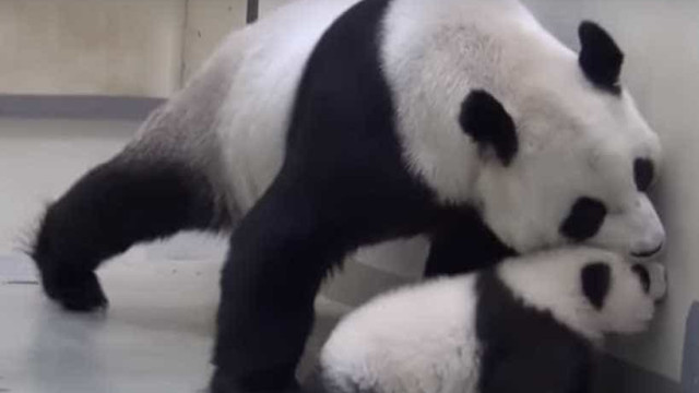 Panda gigante coloca panda bebê para dormir; assista