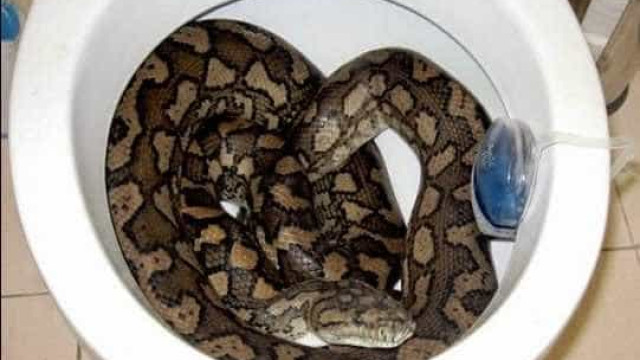 Cobras, aranhas e ratos podem sair pelo vaso sanitário