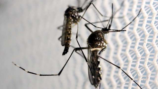 Governo retoma debate sobre mortes por chikungunya