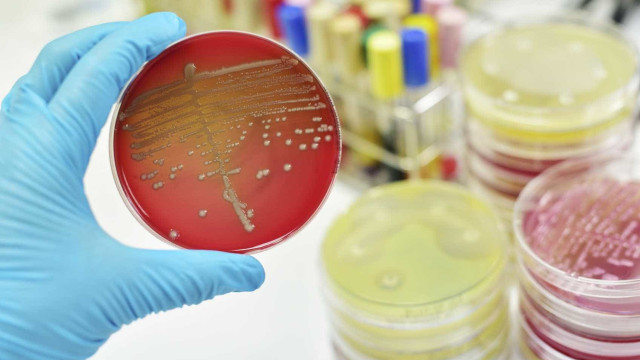 Cientistas descobrem antibiótico superpotente no corpo humano
