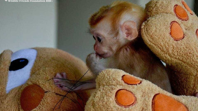 Macaco que viu massacre da família se conforta com bichos de pelúcia
