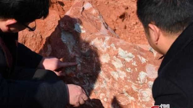 Trinta ovos de dinossauros são encontrados na China