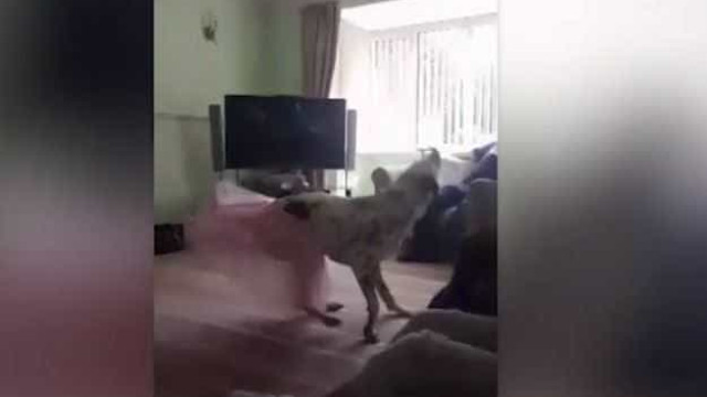 Conheça o talentoso cão que sabe dançar ballet; vídeo
