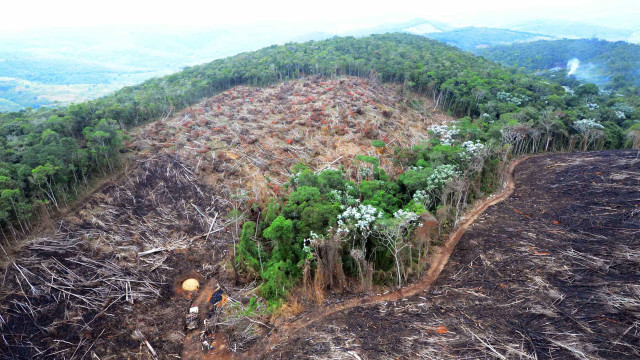 Procuradoria cria grupo de repressão a grandes desmatamentos