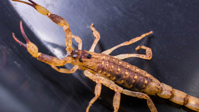 Menina morre após ser picada duas vezes por escorpião