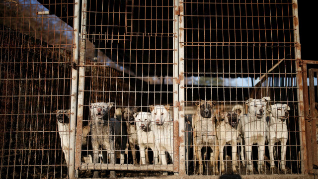 Em votação, Flórida decide proibir corridas de cães