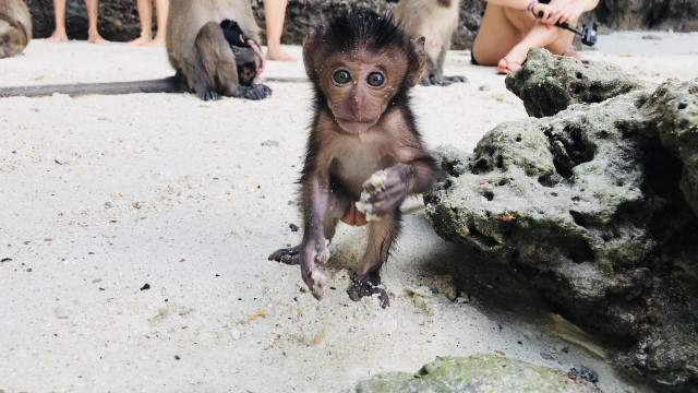 Turistas interagem com macaco bebê em ilha tailandesa