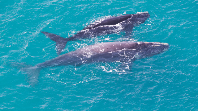 Baleia causa um morto e um ferido em naufrágio de um barco na Austrália