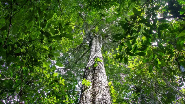 
                    Amazônia tem menor área sob alerta de desmatamento em 10 anos
                