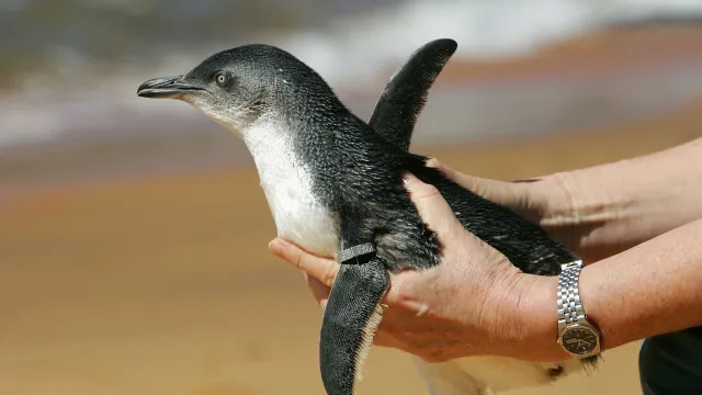 
                    Em dois meses, 796 pinguins são encontrados mortos nas praias de Florianópolis
                