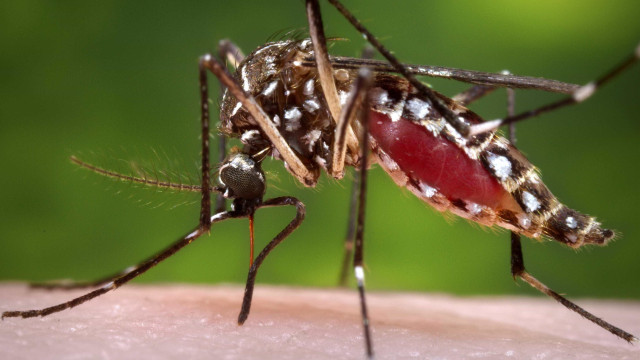Sobe para 125 o número de municípios com risco de epidemia de dengue