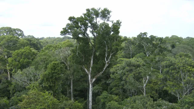
                    Desmate na amazônia em maio fica perto de mínima histórica
                