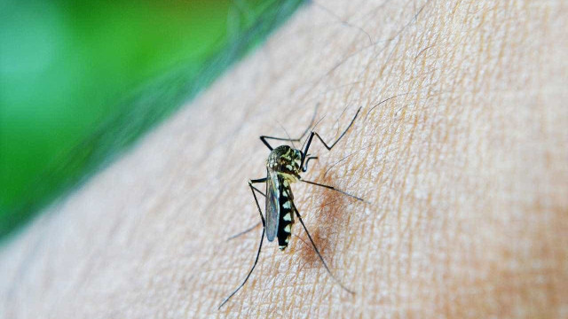 Quase mil cidades podem ter surto de dengue, zika e chikungunya