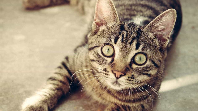 ONG de proteção animal entra com ação contra a CBF por maus-tratos de gato