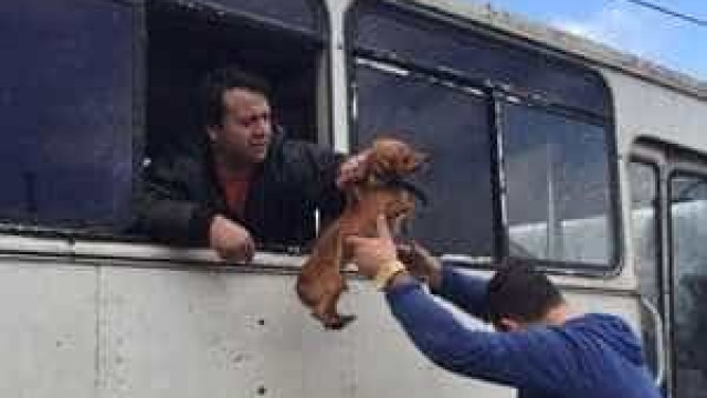 Homem salva mais de 100 cães de enchente usando ônibus no RS