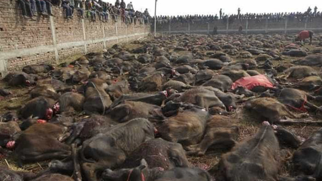 Fim do festival hindu que decapitava milhares de animais