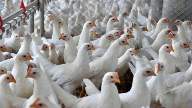 Gripe aviária: Ministério da Agricultura confirma 3 novos casos em aves silvestres