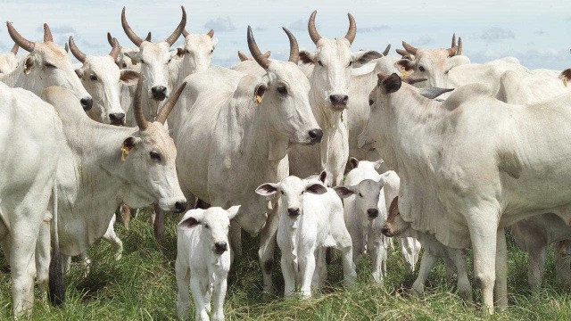 Rebanho bovino alcançou 214,7 milhões de animais em 2019, afirma IBGE