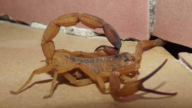 Menina de 6 anos morre após ser picada por escorpião em SP
