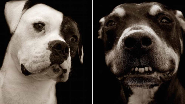 Fotógrafo registra triste expressão de cães que esperam ser adotados