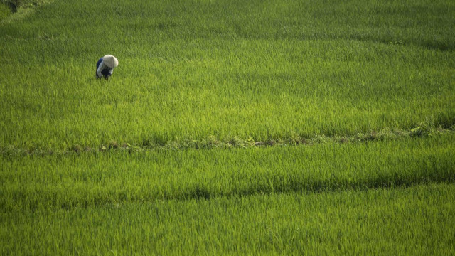 Com queda da Selic, produtor rural abre mão de crédito subsidiado