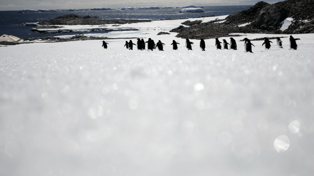Microplásticos descobertos pela primeira vez na neve da Antártida