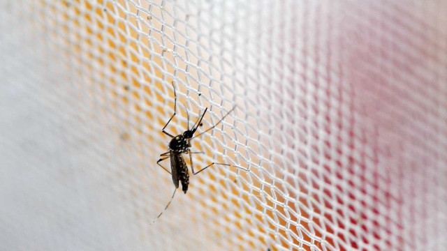 Mortes por dengue em Minas Gerais chegam a 36