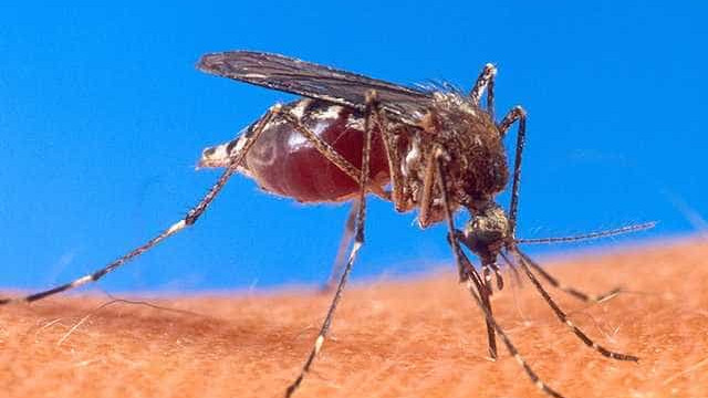 Conheça os mitos e verdades da 
Dengue e Chikungunya