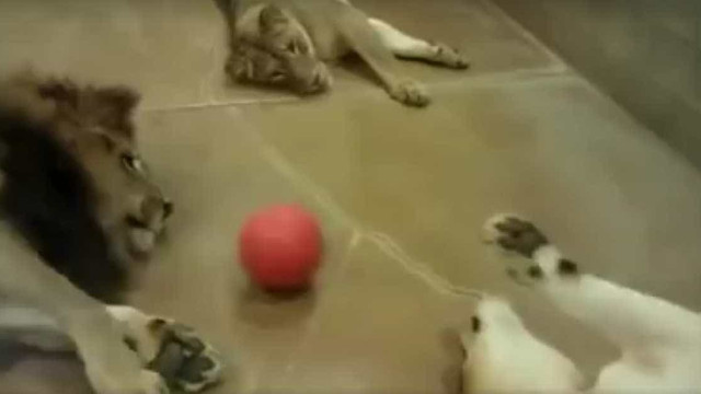 Cúmulo da preguiça: Leões jogam bola entediados