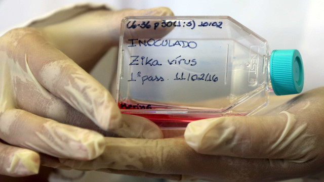 Vírus zika pode voltar a se replicar após recuperação, aponta estudo