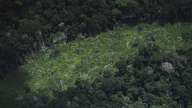 Amazônia: dez maiores multas por desmatamento somam R$ 260 milhões