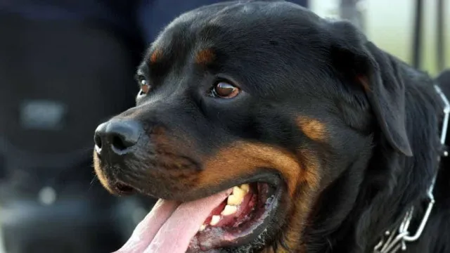 
                     Idosa perde as duas orelhas após ataque de rottweilers em SP
                