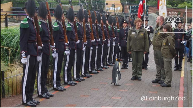 O pinguim Nils Olav foi promovido e condecorado