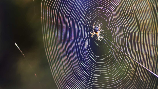 10 formas naturais de manter 
as aranhas longe de casa