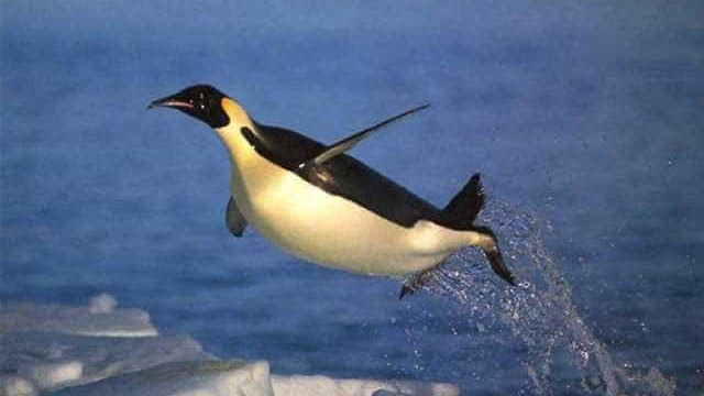 Pinguim é flagrado 'passeando' em São Petersburgo; veja!