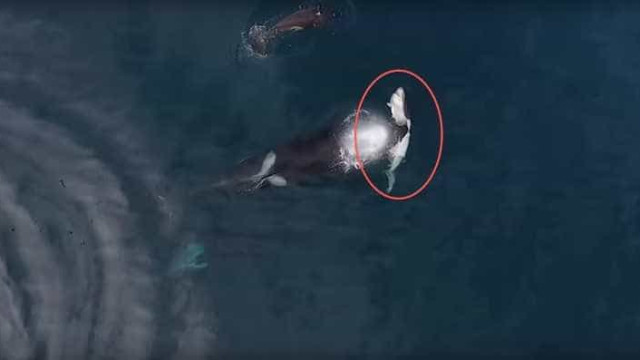 Vídeo flagra momento raro em que orca devora tubarão; veja!