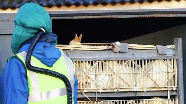 Gripe aviária: Agricultura confirma mais cinco casos em aves silvestres; total sobe para 46
