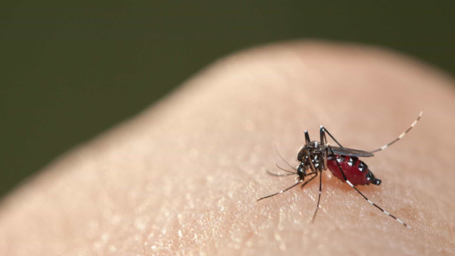 Brasil recebe primeiras 750 mil doses de vacina contra dengue, em meio a explosão da doença