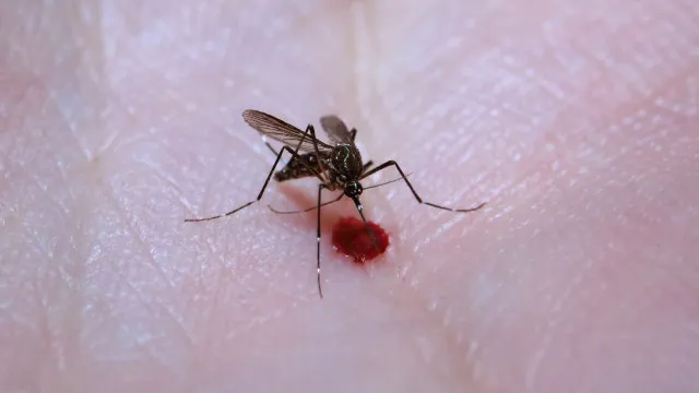 
                    Aedes aegypti: quase metade dos municípios está em alerta ou risco
                
