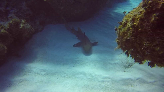 Mergulhador tira faca da cabeça de tubarão; assista!