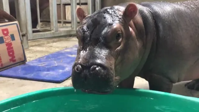 
                    Filho de bilionário indiano quer acolher hipopótamos de Pablo Escobar
                