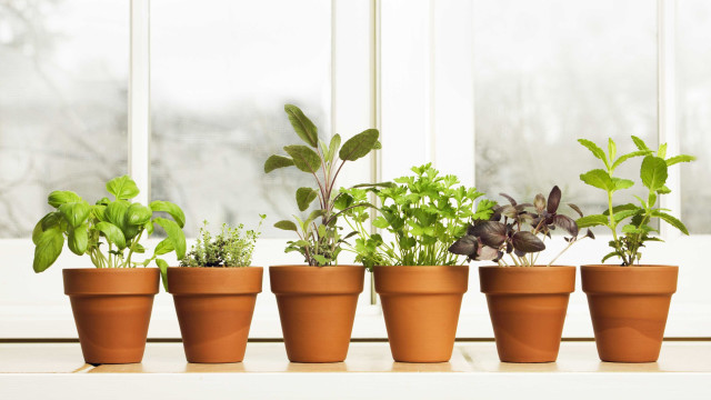 Noves dicas para ter uma horta em casa; aproveite