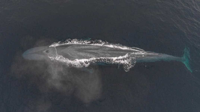 Registrados casos 'inéditos' de orcas caçando baleias azuis na Austrália