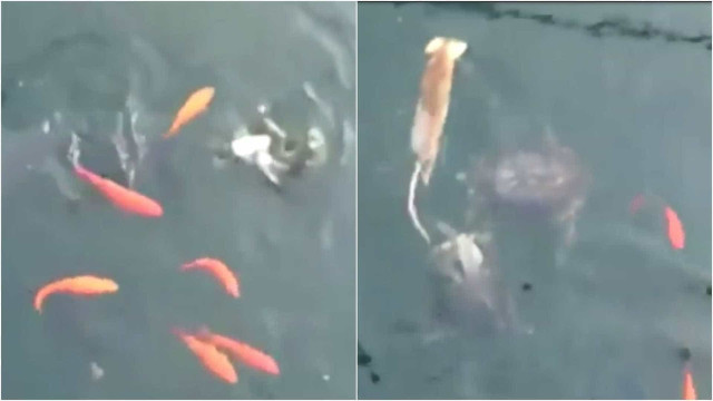 Rato pula na água e rouba comida de peixes e tartaruga