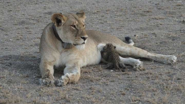 'Bebê' leopardo é adotado
 por leoa após perder filhotes; veja