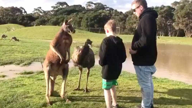 Canguru dá soco na cara de menino na Austrália